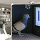 Image for article titled These Budding Pigeon Pathologists Can Read Your Next Mammogram